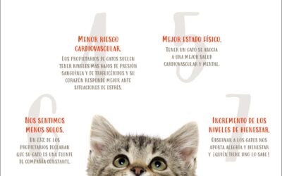 7 Beneficios de Tener un Gato: ¡Descúbrelos!