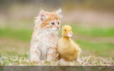 7 Beneficios de la Amistad entre el Gato y el Ratón